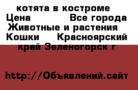 котята в костроме › Цена ­ 2 000 - Все города Животные и растения » Кошки   . Красноярский край,Зеленогорск г.